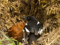 Pica pica 29, Ekster, Saxifraga-Jan Nijendijk