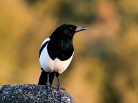 Pica pica 30, Ekster, Saxifraga-Bart Vastenhouw