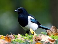 Pica pica 32, Ekster, Saxifraga-Bart Vastenhouw