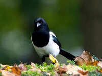 Pica pica 34, Ekster, Saxifraga-Bart Vastenhouw