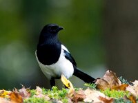 Pica pica 35, Ekster, Saxifraga-Bart Vastenhouw