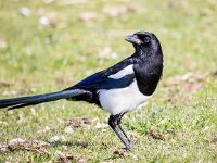 Pica pica 70, Ekster, Saxifraga-Bart Vastenhouw