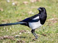 Pica pica 75, Ekster, Saxifraga-Bart Vastenhouw