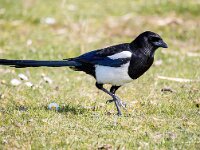 Pica pica 76, Ekster, Saxifraga-Bart Vastenhouw