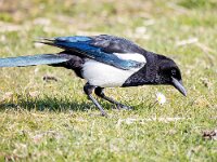 Pica pica 77, Ekster, Saxifraga-Bart Vastenhouw