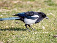 Pica pica 78, Ekster, Saxifraga-Bart Vastenhouw