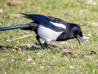 Pica pica 80, Ekster, Saxifraga-Bart Vastenhouw