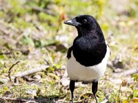 Pica pica 82, Ekster, Saxifraga-Bart Vastenhouw