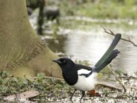 Pica pica 87, Ekster, adult, Saxifraga-Theo Verstrael