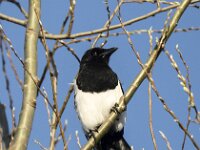 Pica pica 88, Ekster, adult, Saxifraga-Theo Verstrael