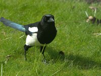 Pica pica 91, Ekster, adult, Saxifraga-Theo Verstrael