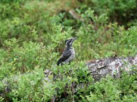 Picoides tridactylus 3, Drieteenspecht, Saxifraga-Dirk Hilbers