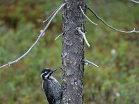 Picoides tridactylus 6, Drieteenspecht, Saxifraga-Dirk Hilbers