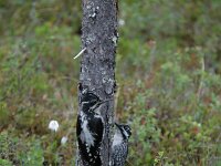 Picoides tridactylus 7, Drieteenspecht, Saxifraga-Dirk Hilbers