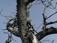 Picoides tridactylus 8, Drieteenspecht, Saxifraga-Dirk Hilbers