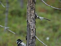 Picoides tridactylus 9, Drieteenspecht, Saxifraga-Dirk Hilbers