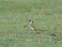 Picus viridis 17, Groene specht, Saxifraga-Mark Zekhuis