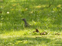 Picus viridis 47, Groene specht, Saxifraga-Jan Nijendijk