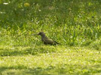 Picus viridis 50, Groene specht, Saxifraga-Jan Nijendijk