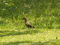 Picus viridis 51, Groene specht, Saxifraga-Jan Nijendijk