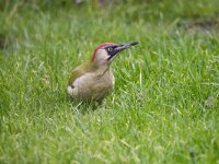 Picus viridis 54, Groene specht, adult, female, Saxifraga-Theo Verstrael