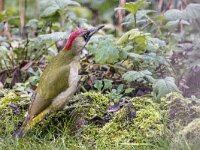 Picus viridis 55, Groene specht, adult, female, Saxifraga-Theo Verstrael