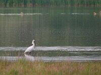 Platalea leucorodia 102, Lepelaar, Saxifraga-Tom Heijnen