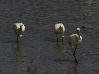 Lepelaar  Lepelaar - Platalea leucorodia