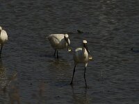 Lepelaar  Lepelaar - Platalea leucorodia