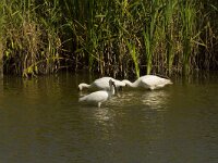 Lepelaar  Lepelaar - Platalea leucorodia