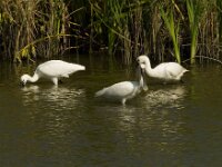 Lepelaar  Lepelaar - Platalea leucorodia
