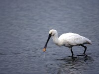Platalea leucorodia 11, Lepelaar, Saxifraga-Piet Munsterman