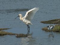 Platalea leucorodia 112, Lepelaar, Saxifraga-Willem van Kruijsbergen
