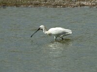 Platalea leucorodia 114, Lepelaar, Saxifraga-Willem van Kruijsbergen
