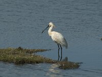 Platalea leucorodia 118, Lepelaar, Saxifraga-Willem van Kruijsbergen