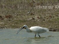 Platalea leucorodia 119, Lepelaar, Saxifraga-Willem van Kruijsbergen