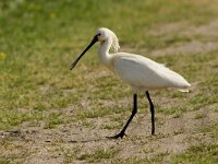 lepelaar  Lepelaar Putterpolder