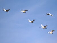 Platalea leucorodia 120, Lepelaar, Saxifraga-Bart Vastenhouw