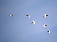 Platalea leucorodia 121, Lepelaar, Saxifraga-Bart Vastenhouw