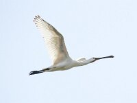 Platalea leucorodia 128, Lepelaar, Saxifraga-Bart Vastenhouw