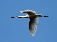 Platalea leucorodia 129, Lepelaar, Saxifraga-Bart Vastenhouw