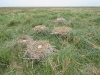 Platalea leucorodia 131, Lepelaar, Saxifraga-Mark Zekhuis