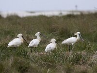 Platalea leucorodia 134, Lepelaar, Saxifraga-Mark Zekhuis
