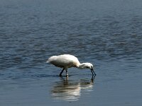 Platalea leucorodia 136, Lepelaar, Saxifraga-Marijke Verhagen