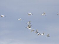 Platalea leucorodia 139, Lepelaar, Saxifraga-Mark Zekhuis