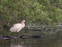 Lepelaar; Spoonbill; Platalea leucorodia  Lepelaar; Spoonbill; Platalea leucorodia : Lepelaar, Platalea leucorodia, Quackjeswater, Spoonbill, Voorne, Zuid-holland, bird, flight, flying, moeras, moerasvogel, swamp, vliegend, vlucht, vogel, white