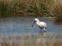 Platalea leucorodia 140, Lepelaar, Saxifraga-Hans Dekker