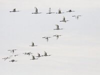 Platalea leucorodia 143, Lepelaar, Saxifraga-Mark Zekhuis