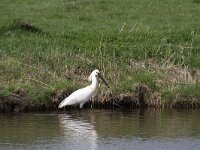 Platalea leucorodia 150, Lepelaar, Saxifraga-Dirk Hilbers