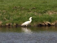 Platalea leucorodia 151, Lepelaar, Saxifraga-Dirk Hilbers